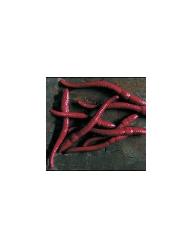 Lombriz de imitacion ENTERPRISE