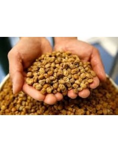 Chufa a granel standard premium